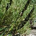 Aristea capitata, Kirstenbosch, Mary Sue Ittner