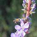 Aristea capitata and honey bee, M. Gastil-Buhl Aristea capitata and honey bee, M. Gastil-Buhl