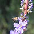 Aristea capitata and honey bee, M. Gastil-Buhl