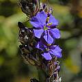Aristea capitata, Mary Sue Ittner Aristea capitata, Mary Sue Ittner