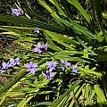 Aristea ecklonii, Mary Sue Ittner Aristea ecklonii, Mary Sue Ittner
