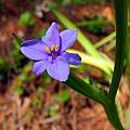 Aristea ecklonii, Mary Sue Ittner Aristea ecklonii, Mary Sue Ittner