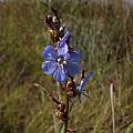 Aristea galpinii, Rod Saunders Aristea galpinii, Rod Saunders