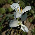 Aristea lugens, Brackenfell, Bob Rutemoeller Aristea lugens, Brackenfell, Bob Rutemoeller