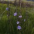 Aristea rigidifolia, Mark Johnson, iNaturalist, CC BY-NC