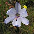 Aristea spiralis, Bob Rutemoeller Aristea spiralis, Bob Rutemoeller