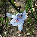 Aristea spiralis, Bainskloof, Mary Sue Ittner Aristea spiralis, Bainskloof, Mary Sue Ittner