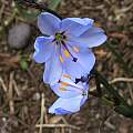Aristea spiralis, Mary Sue Ittner Aristea spiralis, Mary Sue Ittner