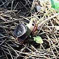 Aristolochia guichardii, Oron Peri