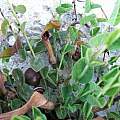 Aristolochia parvifolia, Oron Peri