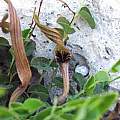Aristolochia parvifolia, Oron Peri