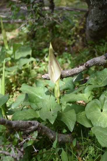 Arum cyrenaicum
