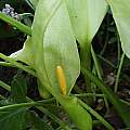 Arum italicum ssp. albispathum, Arnold Trachtenberg