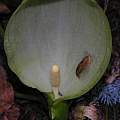 Arum italicum with slug, Arnold Trachtenberg
