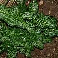 Arum italicum variegated, Angelo Porcelli