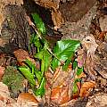 Arum maculatum, Jamie Vande