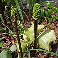 Arum purpureospathum fruit, Mary Sue Ittner