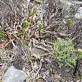 Arum purpureospathum fruiting in habitat, Gianluca Corazza
