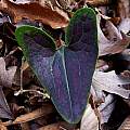 Asarum arifolium, Jay Yourch