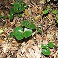 Asarum europaeum subsp. europaeum, growing wild in Le Cerbaie, northern Tuscany, Italy. Gianluca Corazza