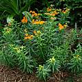 Asclepias tuberosa, Jay Yourch
