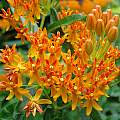 Close-up of Asclepias tuberosa, Jay Yourch