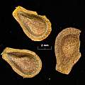 Asclepias tuberosa seed, David Pilling