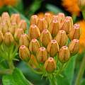 Asclepias tuberosa flower buds, Jay Yourch