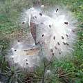 Asclepias tuberosa seed pod, Martin Bohnet