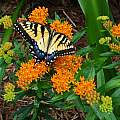 Asclepias tuberosa flower with Tiger Swallowtail (Papilio glaucus), Jay Yourch