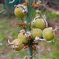 Asphodelus albus fruit, Mary Sue Ittner