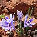 Babiana cuneata, Alan Horstmann