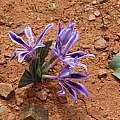 Babiana cuneata, Alan Horstmann