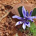 Babiana cuneata, Alan Horstmann