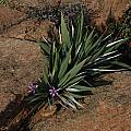 Babiana dregei, Namaqualand, Bob Rutemoeller [Shift+click to enlarge, Click to go to wiki entry]