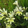 Babiana noctiflora, janeennichols, iNaturalist, CC BY-NC