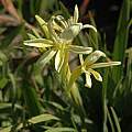 Babiana noctiflora, Rod Saunders [Shift+click to enlarge, Click to go to wiki entry]