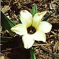 Babiana pygmaea, Mary Sue Ittner [Shift+click to enlarge, Click to go to wiki entry]