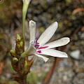 Babiana spathacea, Alan Horstmann [Shift+click to enlarge, Click to go to wiki entry]