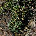 Babiana torta leaves, Namaqualand, Mary Sue Ittner