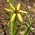Baeometra uniflora, Mary Sue Ittner