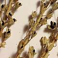 Barnardia japonica seed, Rimmer de Vries