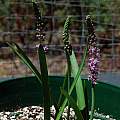 Barnardia japonica from seed labeled Scilla scilloides, Mary Sue Ittner