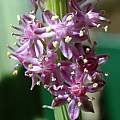 Barnardia japonica from seed labeled Scilla scilloides, Mary Sue Ittner