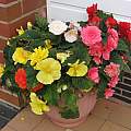 Begonia 'Nonstop', David Pilling