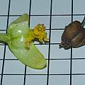 Begonia 'Nonstop' seed pods, David Pilling