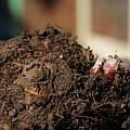 Begonia 'Nonstop' tuber, David Pilling