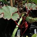 Begonia baumannii, Nhu Nguyen