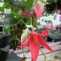 Begonia boliviensis, Mary Sue Ittner