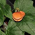 Begonia cinnabarina, Dylan Hannon